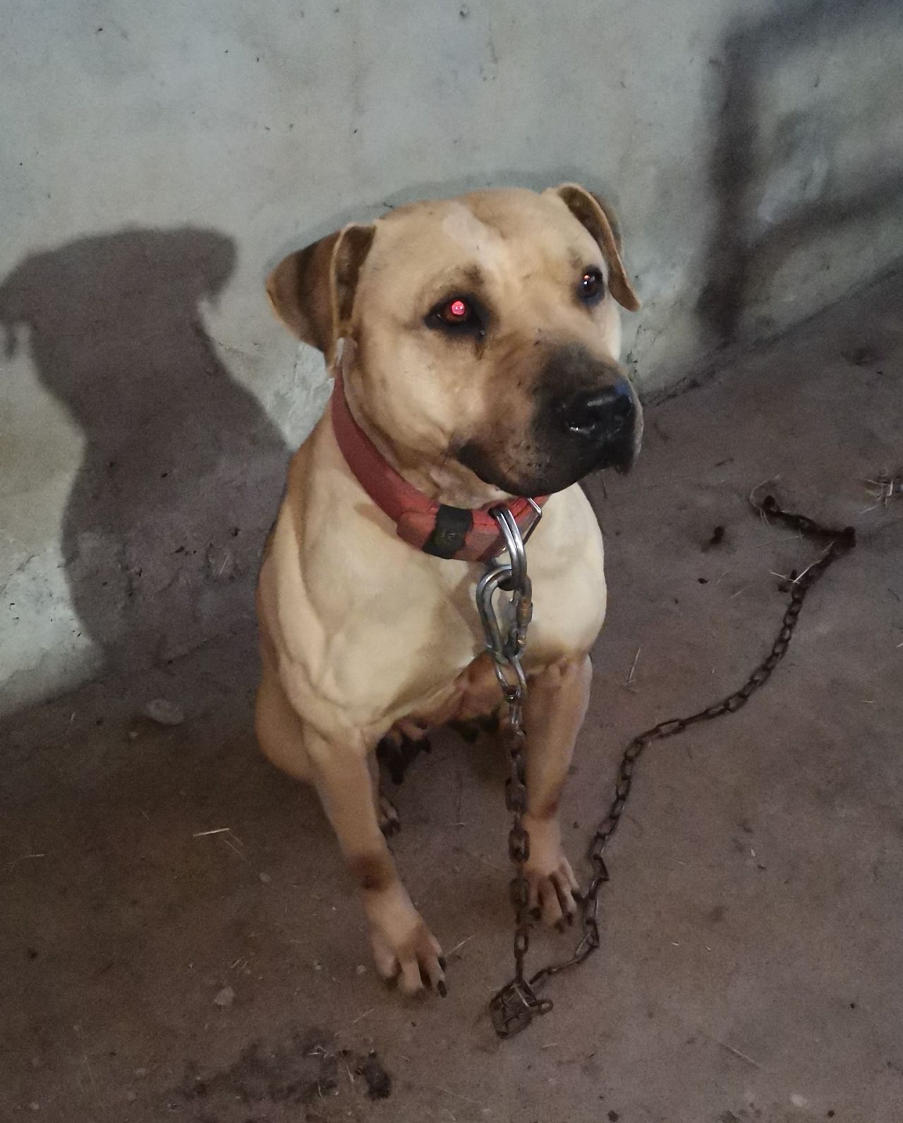 Photo of the dog