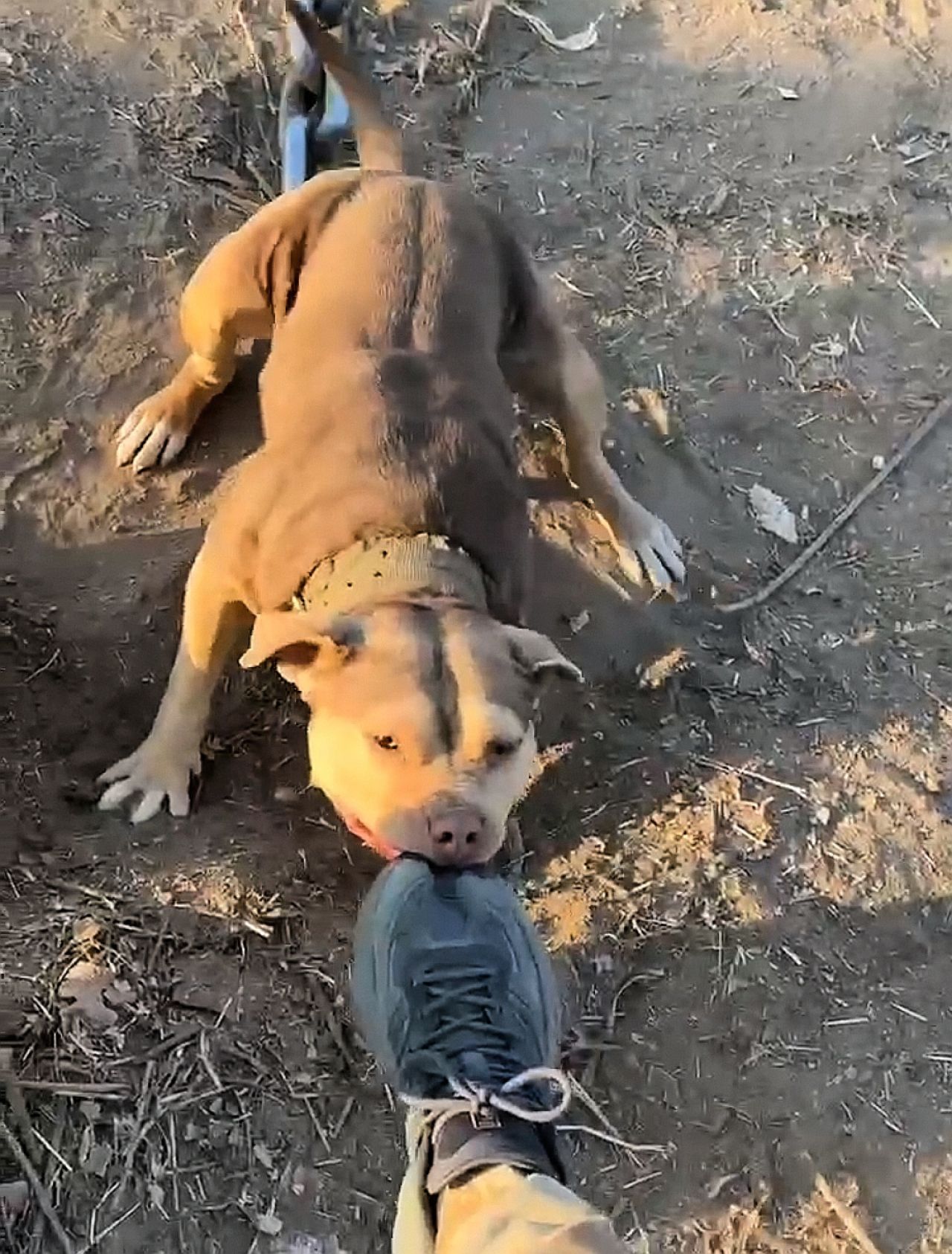 Photo of the dog