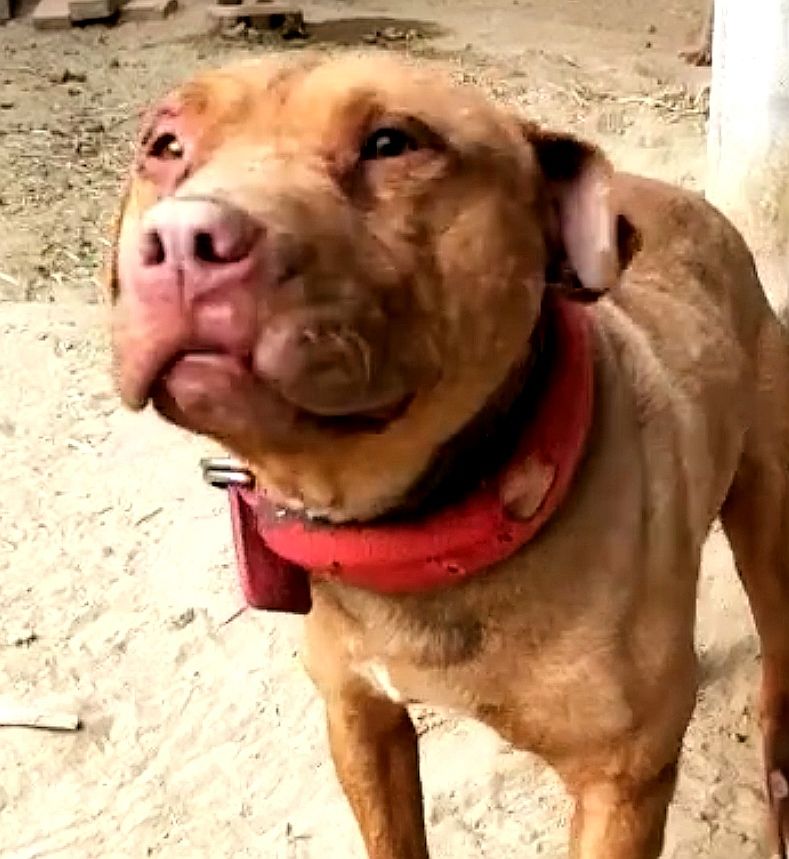 Photo of the dog