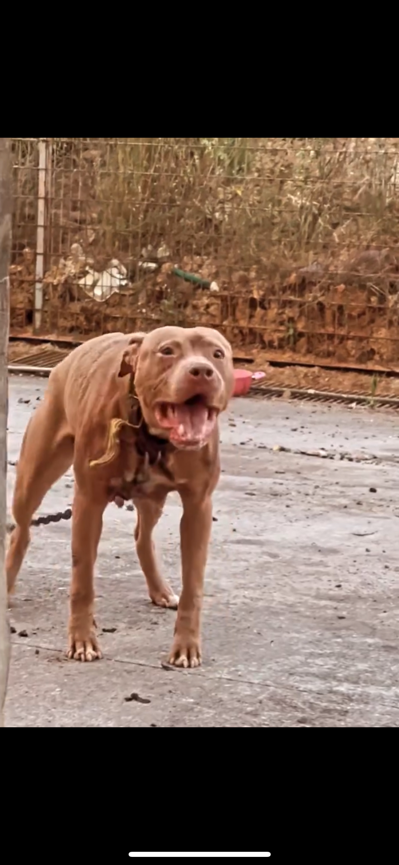 Photo of the dog