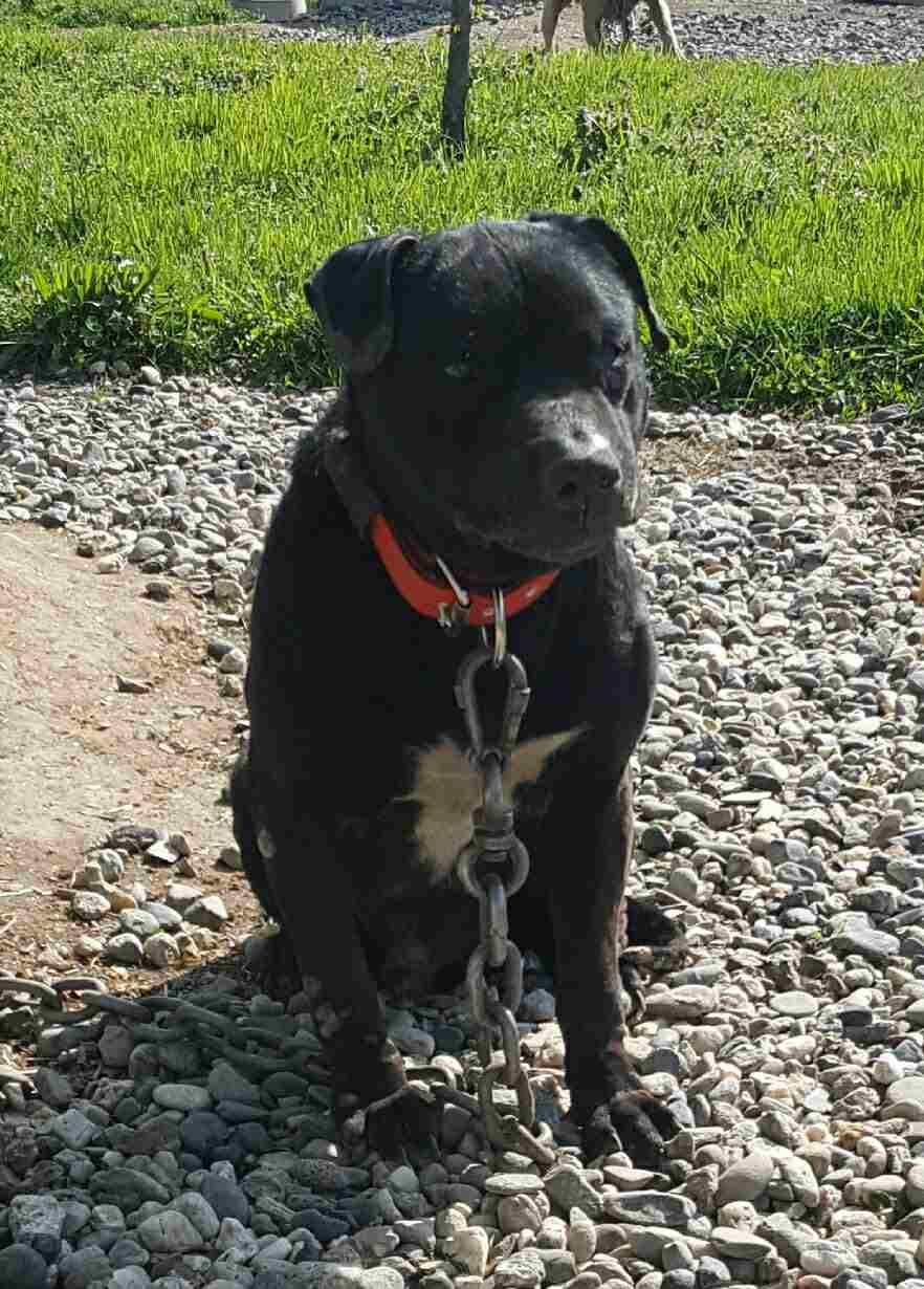 Photo of the dog