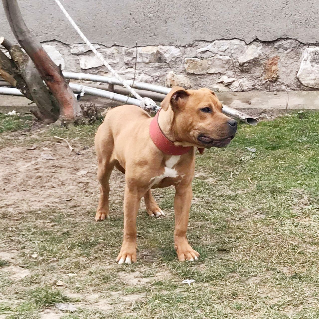 Photo of the dog