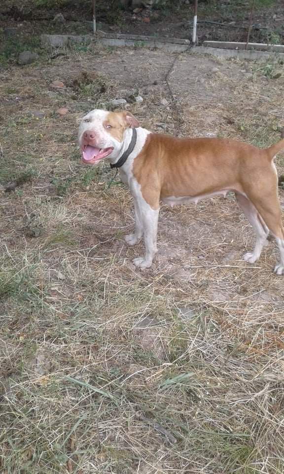 Photo of the dog