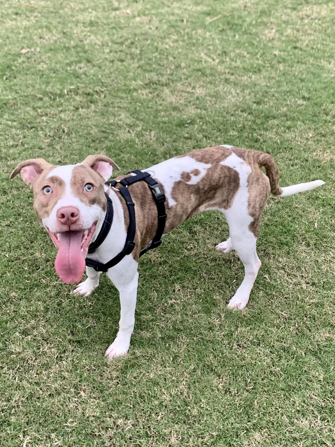 Photo of the dog