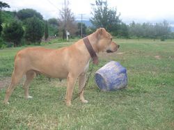 Photo of the dog
