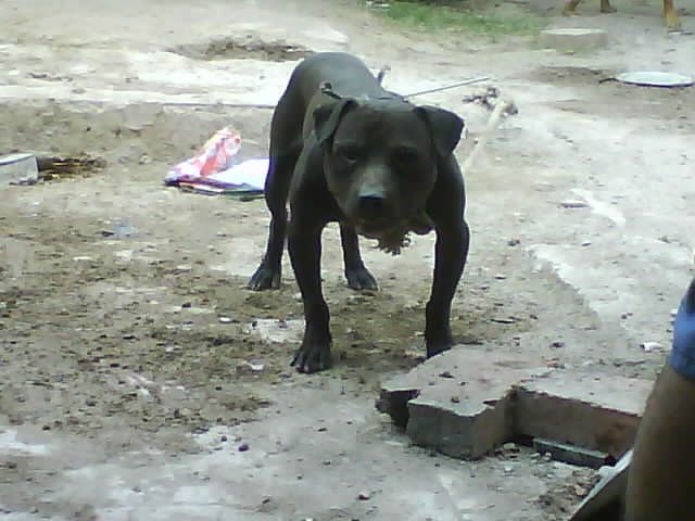 Photo of the dog
