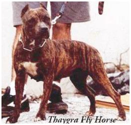 Photo of the dog