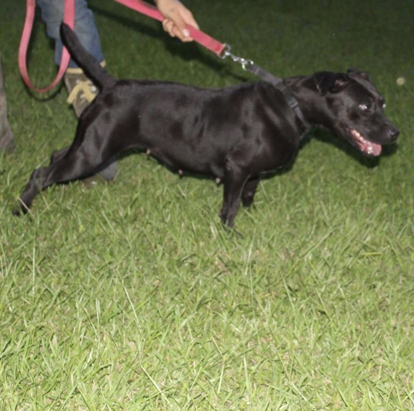 Photo of the dog