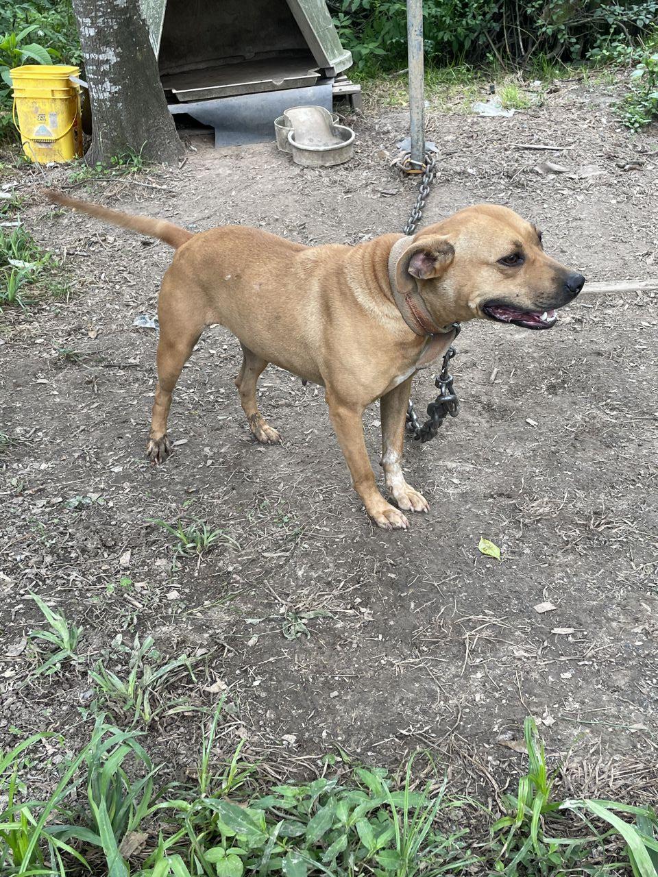 Photo of the dog