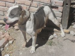 Photo of the dog
