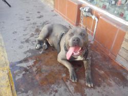 Photo of the dog