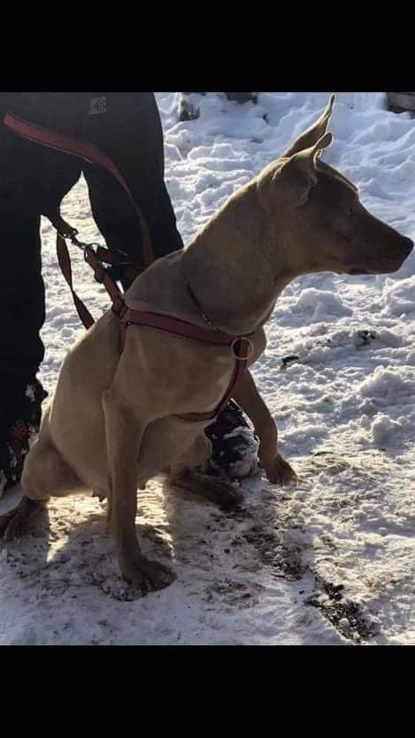 Photo of the dog
