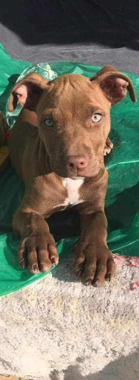 Photo of the dog