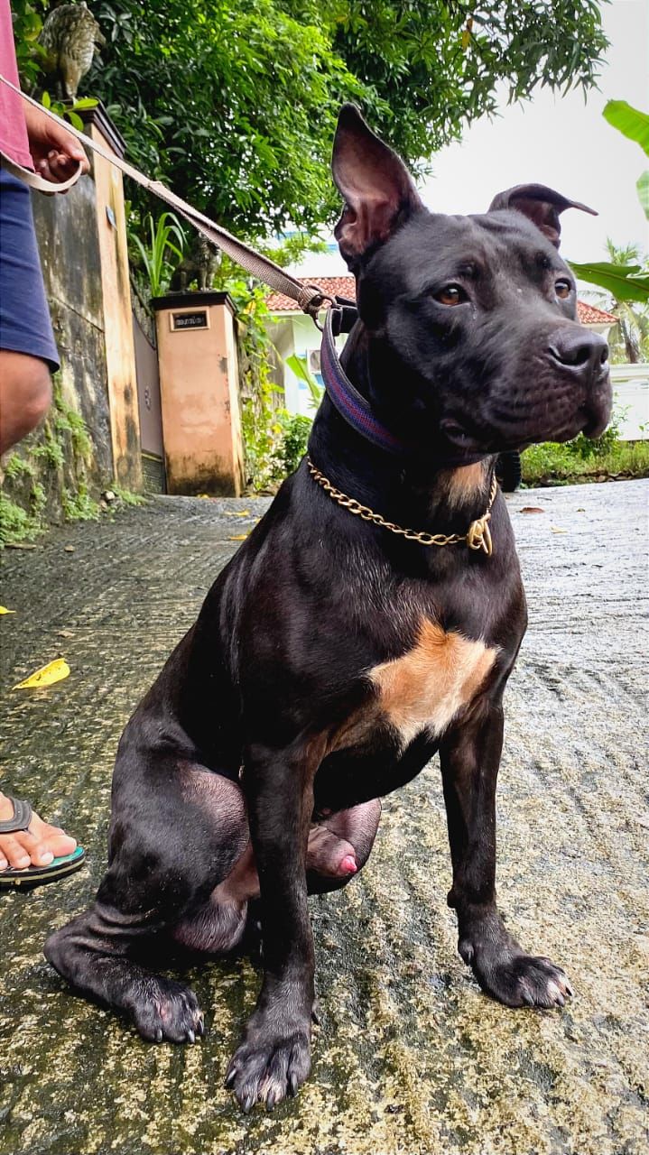 Photo of the dog