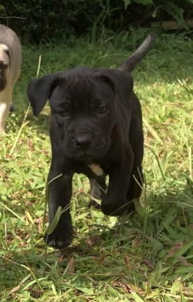 Photo of the dog