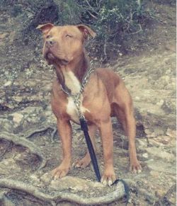 Photo of the dog