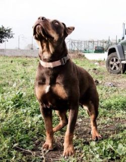 Photo of the dog