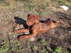 Photo of the dog