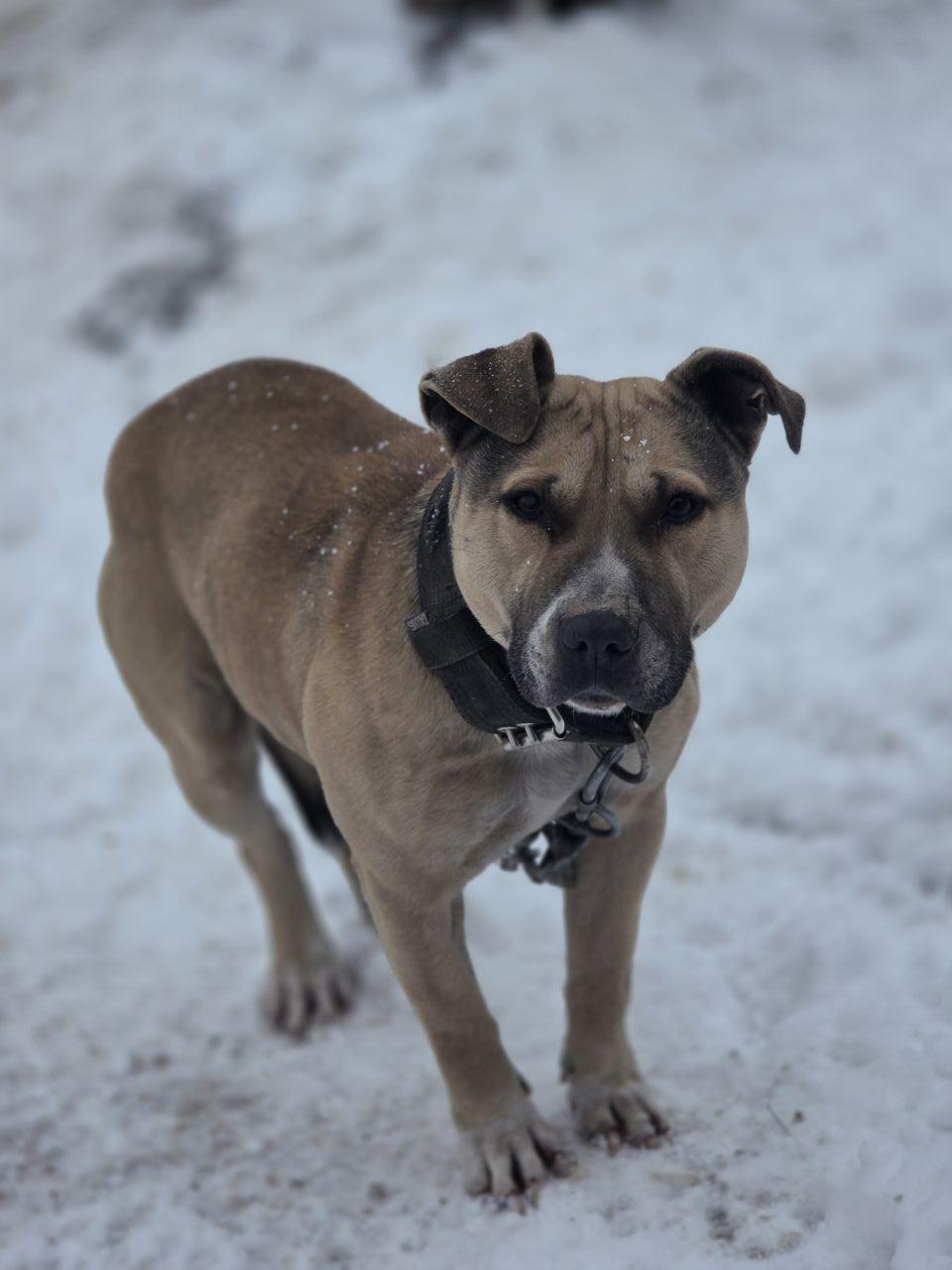 Photo of the dog