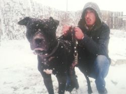 Photo of the dog