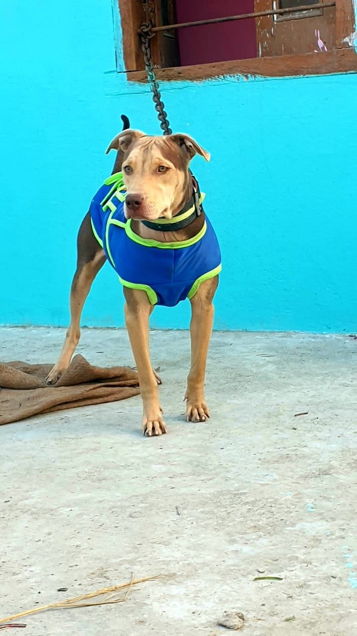 Photo of the dog