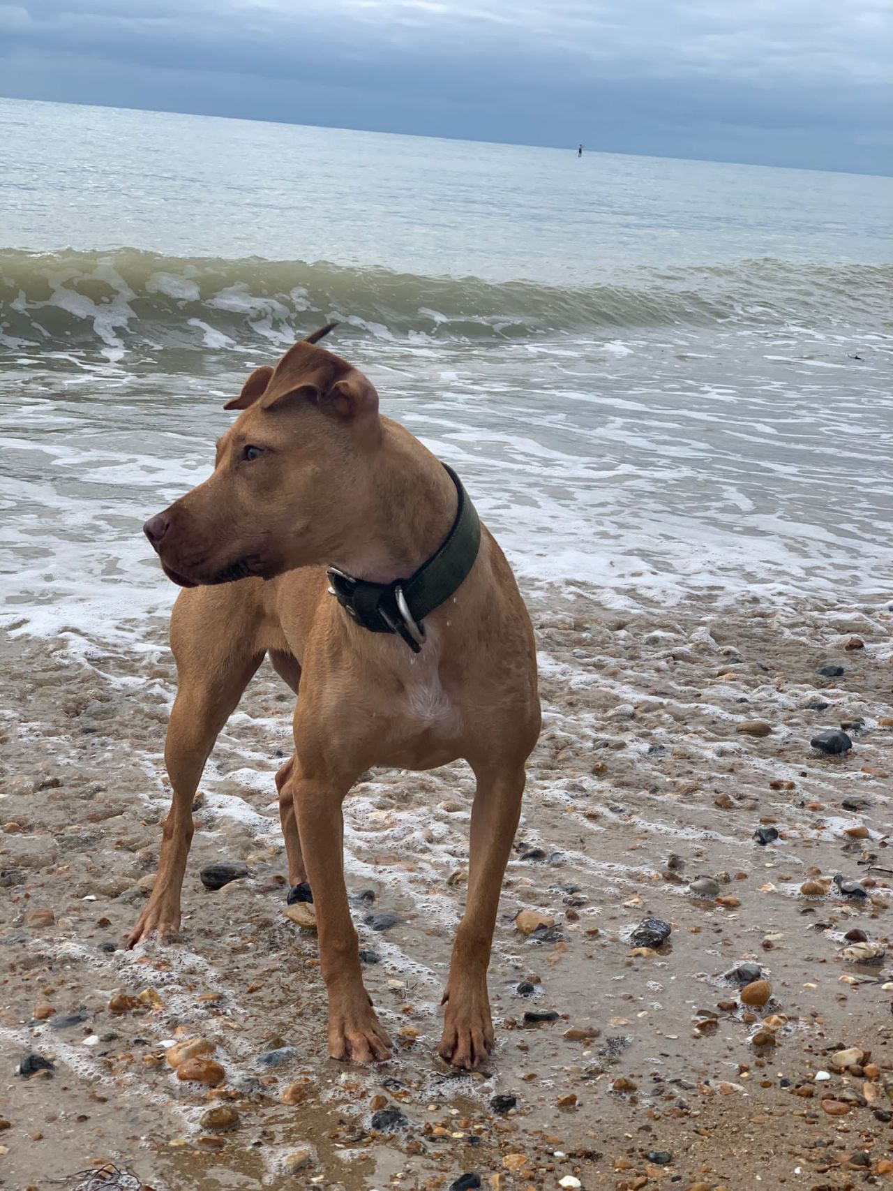 Photo of the dog