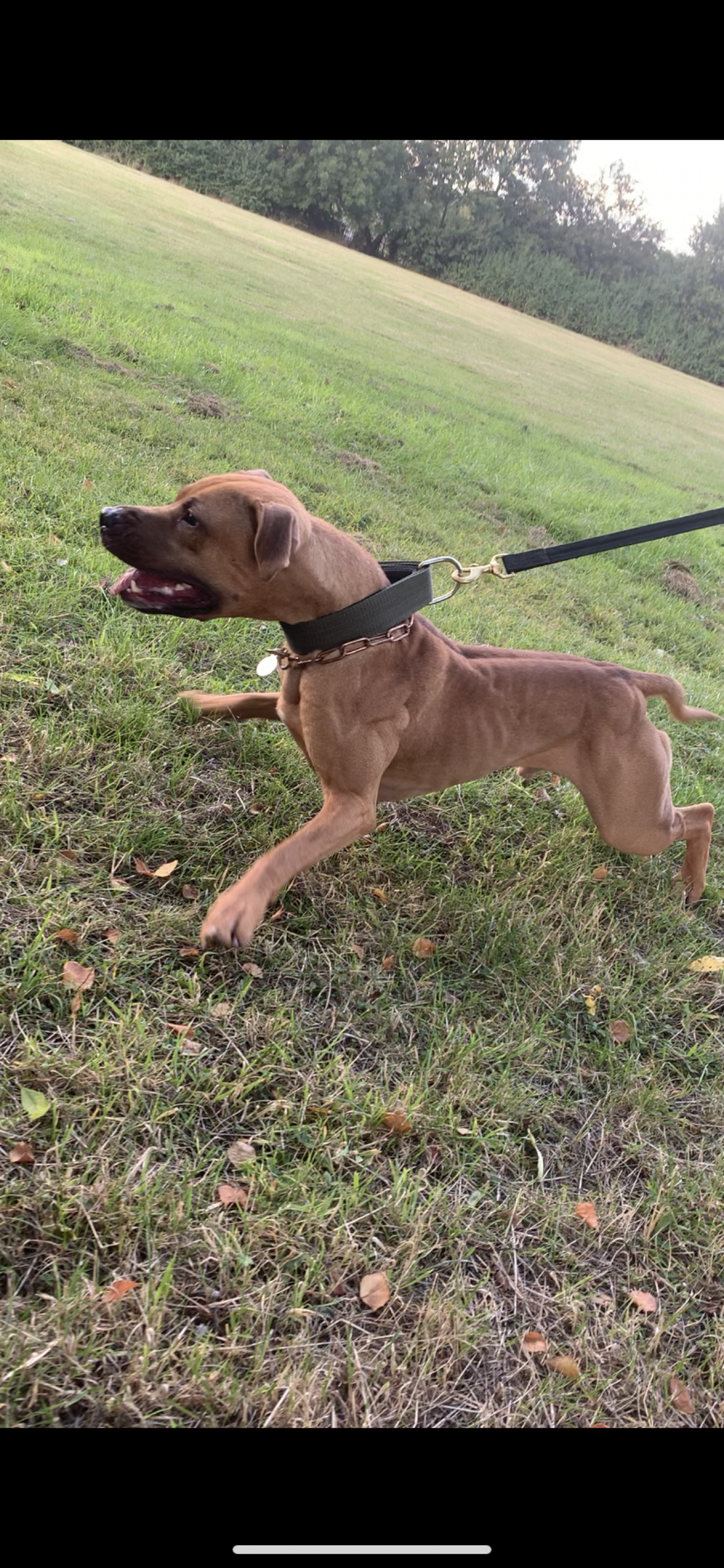 Photo of the dog
