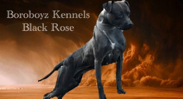 Photo of the dog