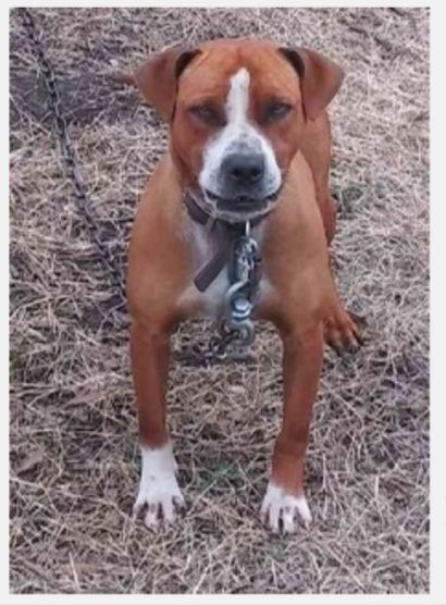 Photo of the dog