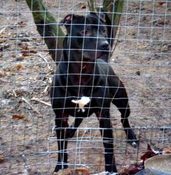 Photo of the dog