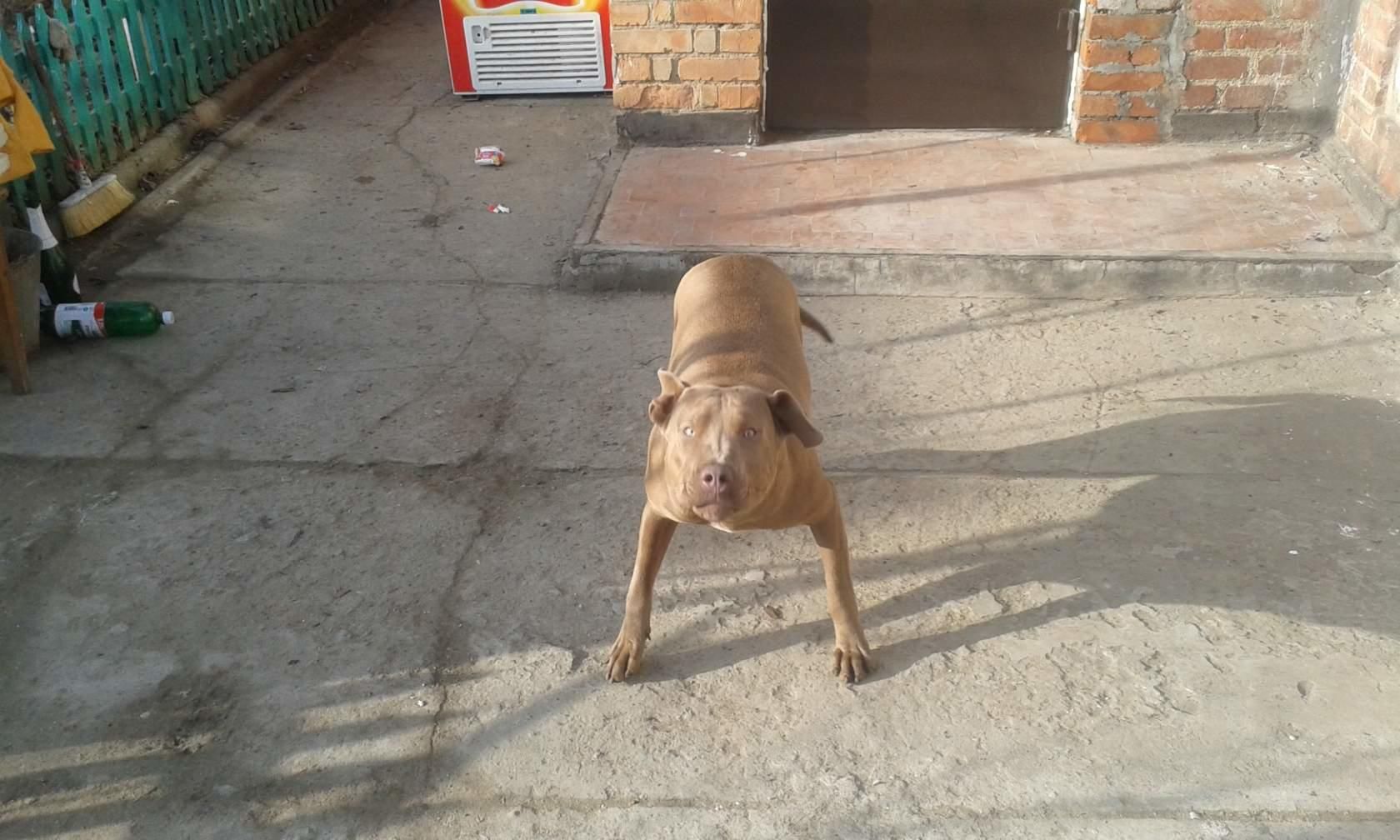 Photo of the dog