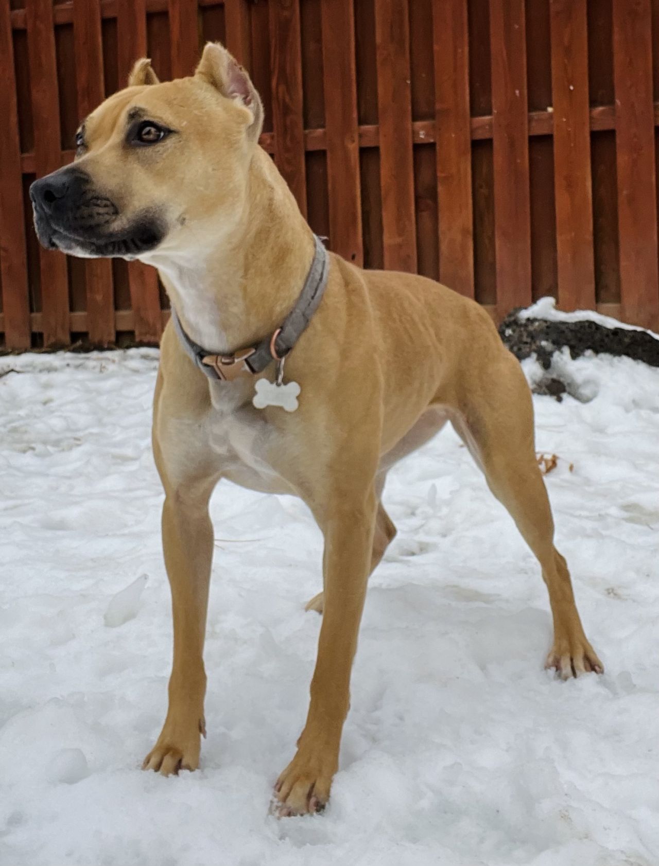 Photo of the dog