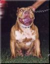 Photo of the dog