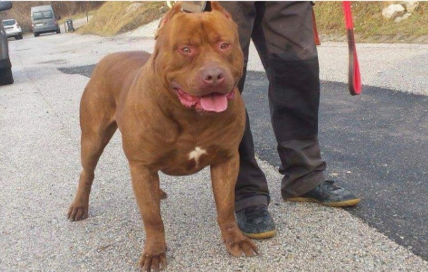 Photo of the dog