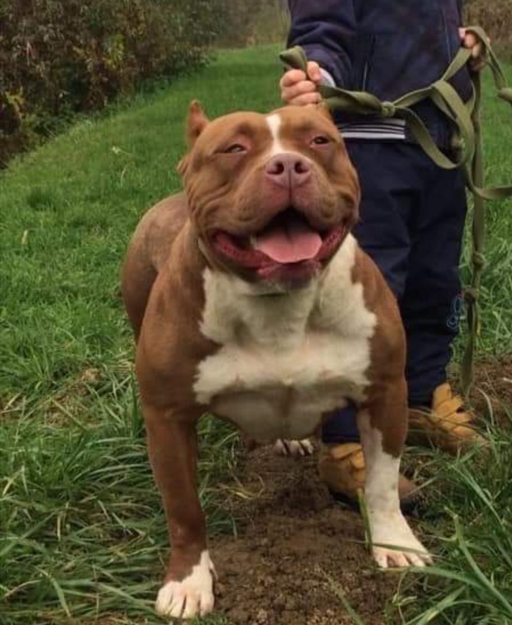 Photo of the dog