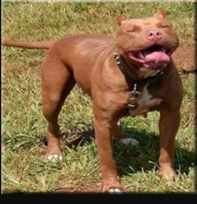 Photo of the dog