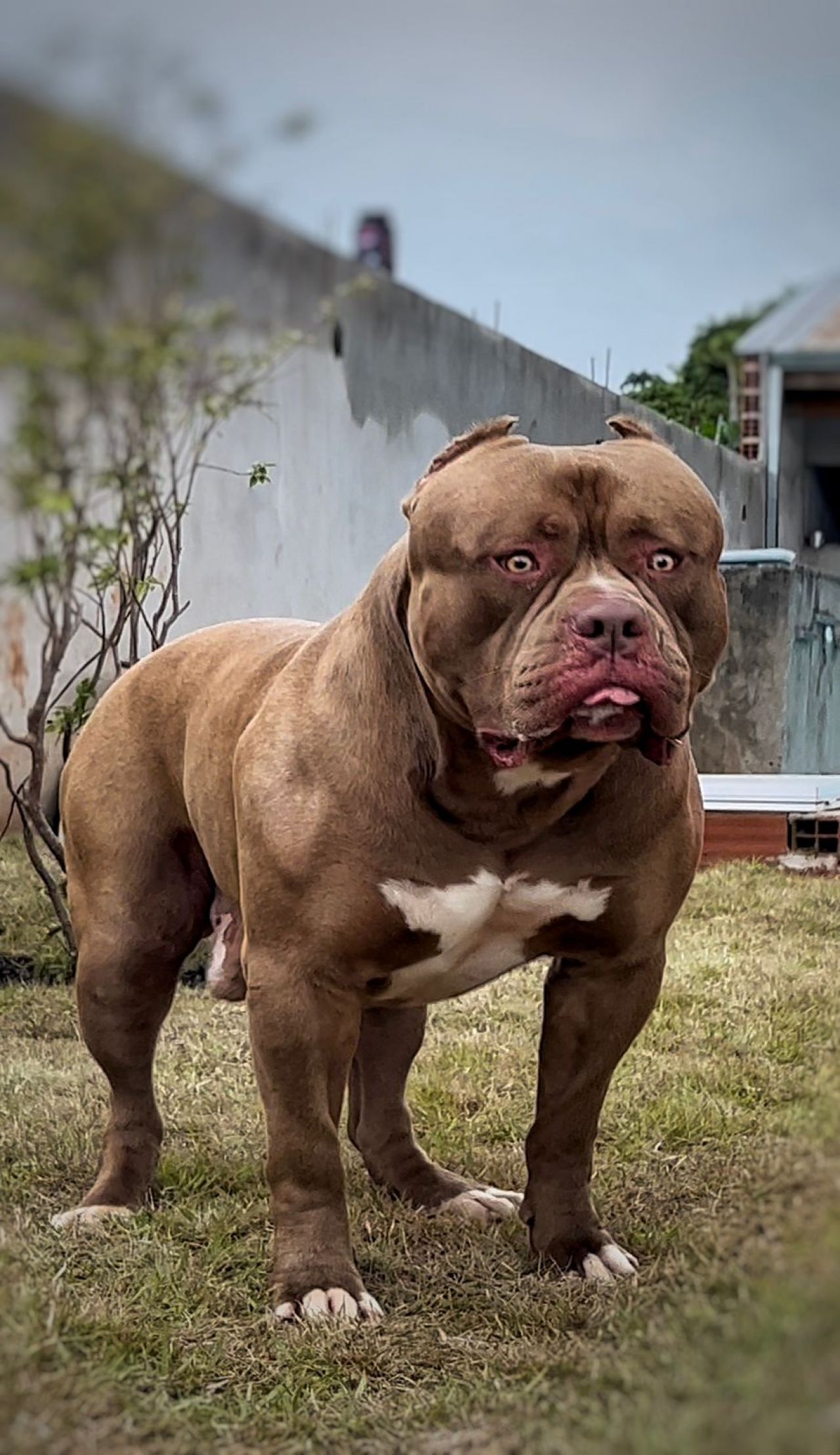 Photo of the dog
