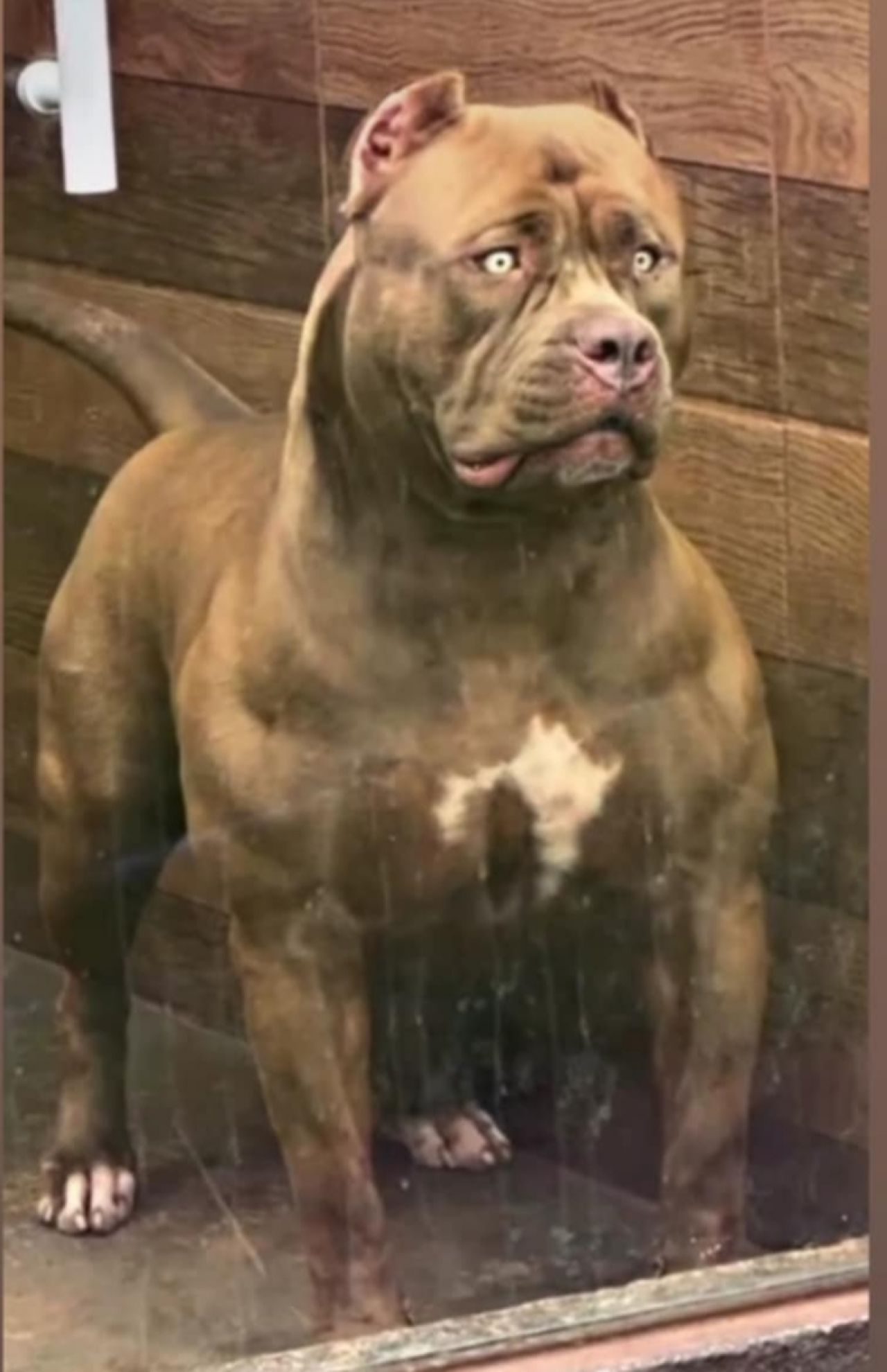 Photo of the dog
