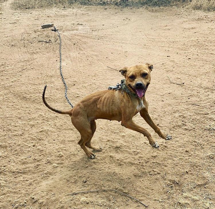 Photo of the dog