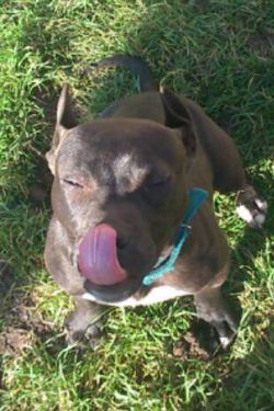 Photo of the dog