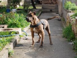 Photo of the dog