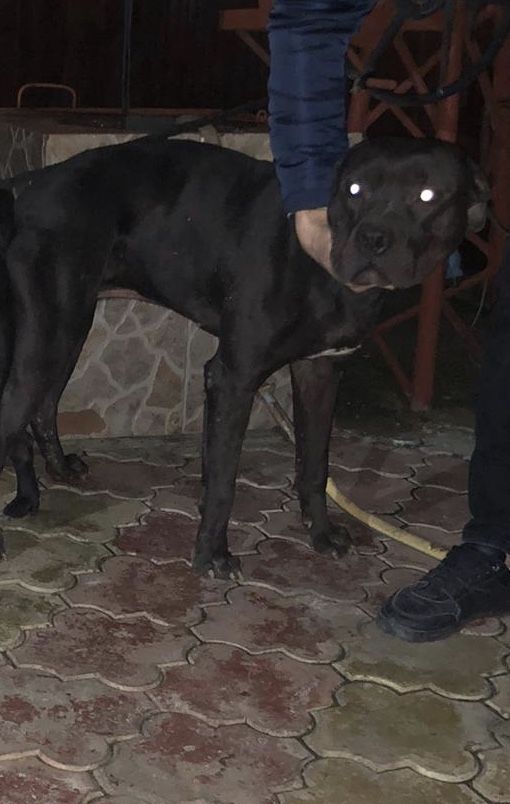Photo of the dog