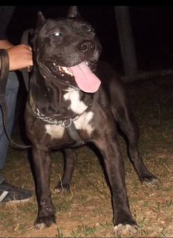 Photo of the dog