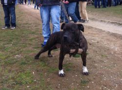 Photo of the dog