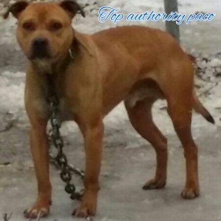 Photo of the dog