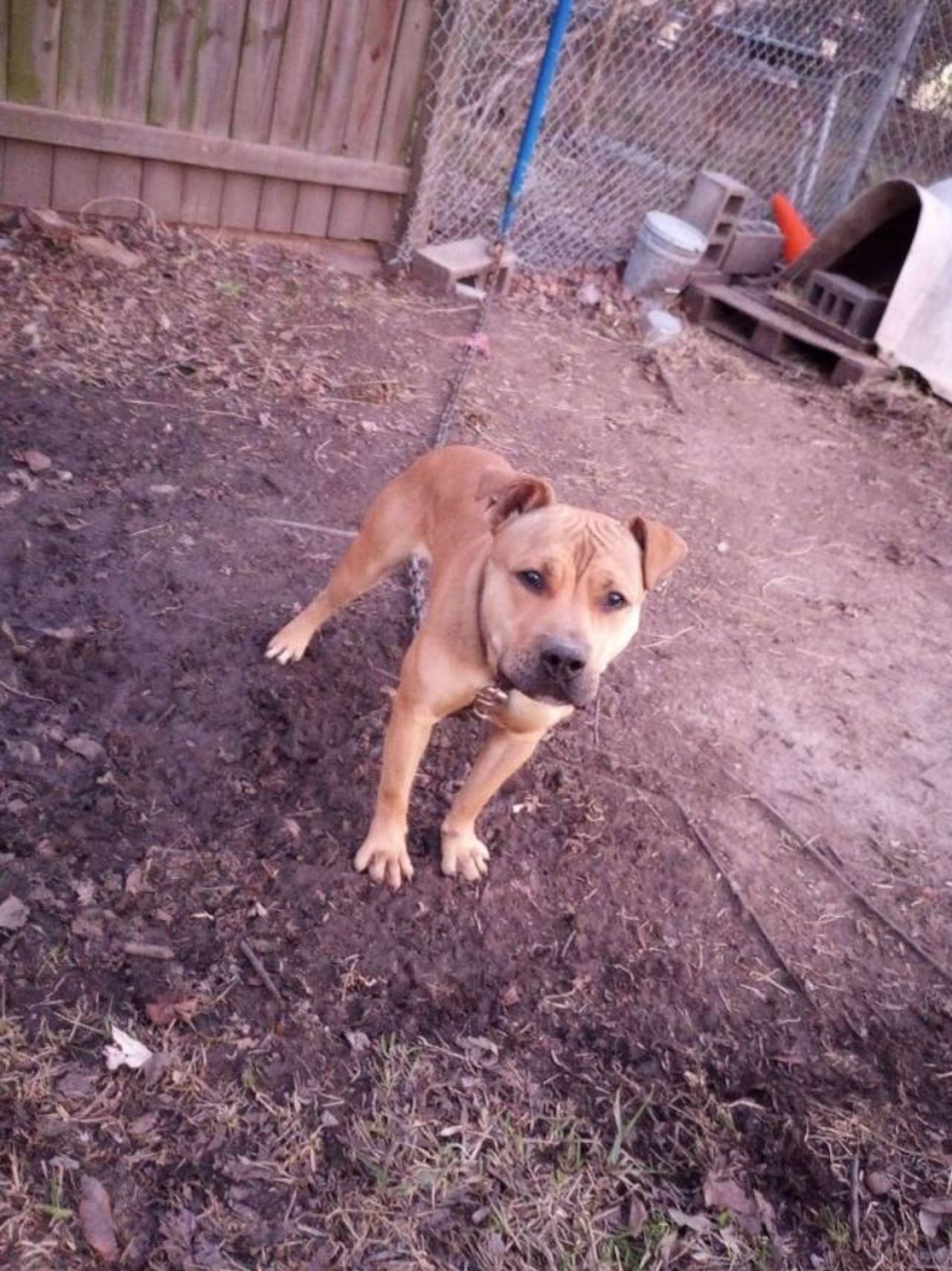 Photo of the dog