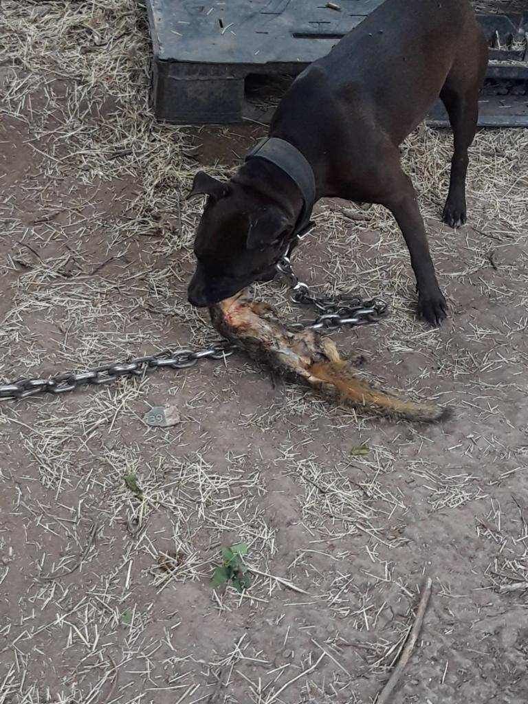 Photo of the dog