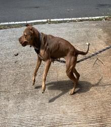 Photo of the dog