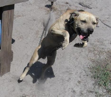 Photo of the dog