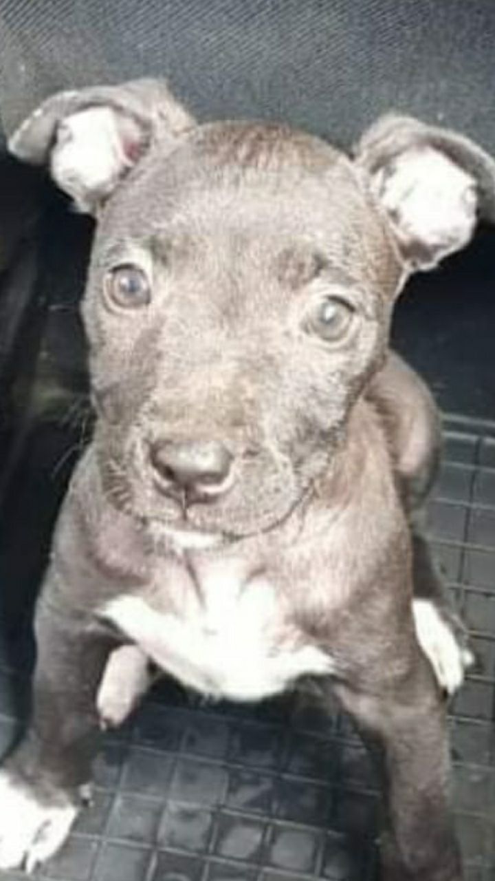 Photo of the dog